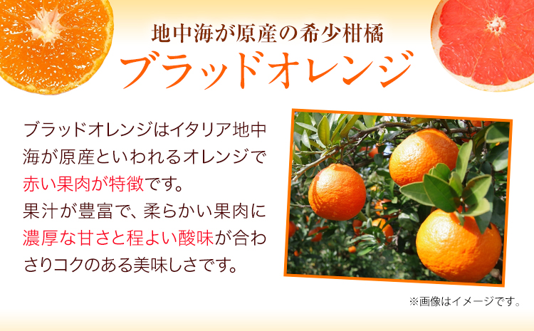 ＜先行予約＞紀州有田産ブラッド オレンジ 約 5kg【ご家庭用】 魚鶴商店《2026年3月上旬-3月下旬頃出荷》 和歌山県 日高町 紀州有田産 オレンジ みかん ご家庭用