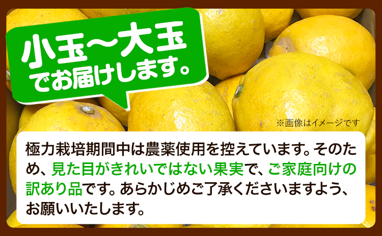 【先行予約】家庭用 黒潮 レモン 4kg+120g（傷み補償分）和歌山有田産 防腐剤・WAX不使用 安心 の 国産 レモン 池田鹿蔵農園@日高町（池田農園株式会社）《9月上旬-4月末頃出荷》和歌山県 日高町 柑橘家庭用 訳あり わけあり レモン【配送不可地域あり】