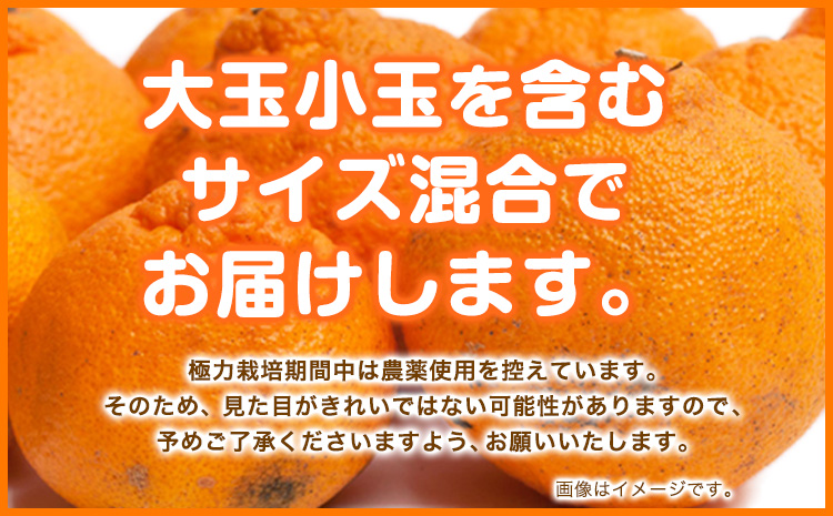 家庭用 不知火4kg+120g(傷み補償分)【デコポンと同品種・人気の春みかん】【光センサー食頃出荷】【わけあり・訳あり】 池田鹿蔵農園@日高町（池田農園株式会社）《2月上旬-3月末頃出荷》和歌山県 日高町【配送不可地域あり】