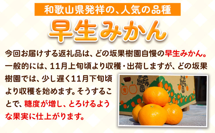 早生 みかん 約 5kg (2S～Lサイズ) どの坂果樹園《12月上旬-1月末頃出荷》 和歌山県 日高町 みかん 早生 旬 柑橘 フルーツ 果物 蜜柑 ミカン 先行予約