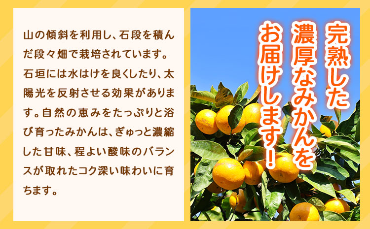 ＜先行予約＞【ご家庭用訳アリ】紀州有田産 濃厚完熟温州みかん 約7.5kg 株式会社魚鶴商店《2025年11月下旬-2026年2月上旬頃出荷》 和歌山県 日高町 みかん 温州みかん 完熟 濃厚 柑橘 ご家庭用