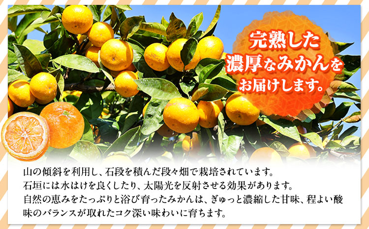 ＜先行予約＞完熟有田みかん 10kg 株式会社魚鶴商店《2025年11月下旬-2026年2月上旬頃出荷》和歌山県 日高町 有田みかん ミカン 蜜柑 フルーツ 柑橘