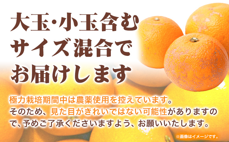 ＜1月より発送＞ご家庭用 訳あり はっさく 八朔 みかん 5kg+250g（傷み補償） 池田鹿蔵農園 日高町《2026年1月上旬-3月末頃出荷》和歌山県 日高町 送料無料 はっさくみかん 八朔 訳ありはっさく【配送不可地域あり】