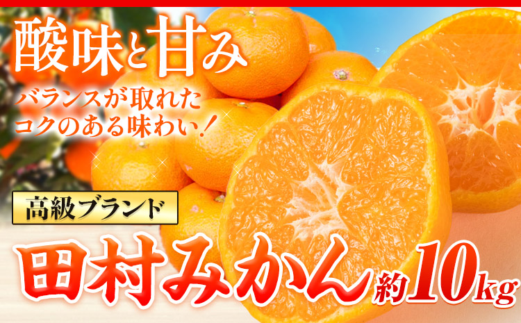 ＜先行予約＞高級ブランド田村みかん 10kg 株式会社魚鶴商店《2025年11月下旬-2026年2月上旬頃出荷》 和歌山県 日高町  柑橘 フルーツ