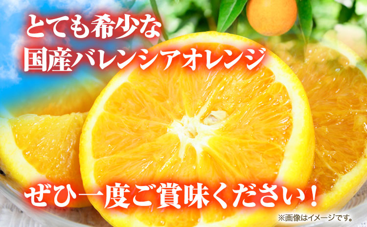 【先行予約】【ご家庭用訳あり】希少な国産バレンシアオレンジ 約7kg 株式会社魚鶴商店《2025年6月下旬-7月上旬出荷》和歌山県 日高町