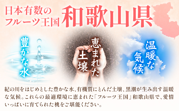 【先行予約】和歌山の厳選白桃【白鳳・清水白桃・川中島白桃 等】化粧箱入り 約2kg 池田鹿蔵農園《7月上旬-8月中旬頃出荷》和歌山県 日高町 厳選 白桃 和歌山県産 白鳳 清水白桃 川中島白桃 桃 もも 果物 【配送不可地域あり】