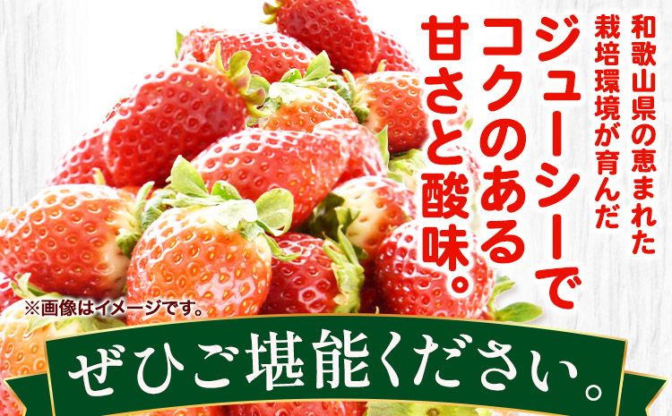 「まりひめ」和歌山県オリジナルいちご 約600g 約300g×2パック入 株式会社はし長 《1月上旬-2月末頃出荷》 和歌山県 日高町 フルーツ 果物 苺 いちご【配送不可地域あり】