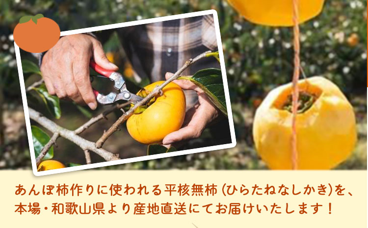 【2026年先行予約】T字枝付つるし柿用生渋柿 14.5〜15kg ふるさと農園《10月中旬-11月上旬頃出荷》