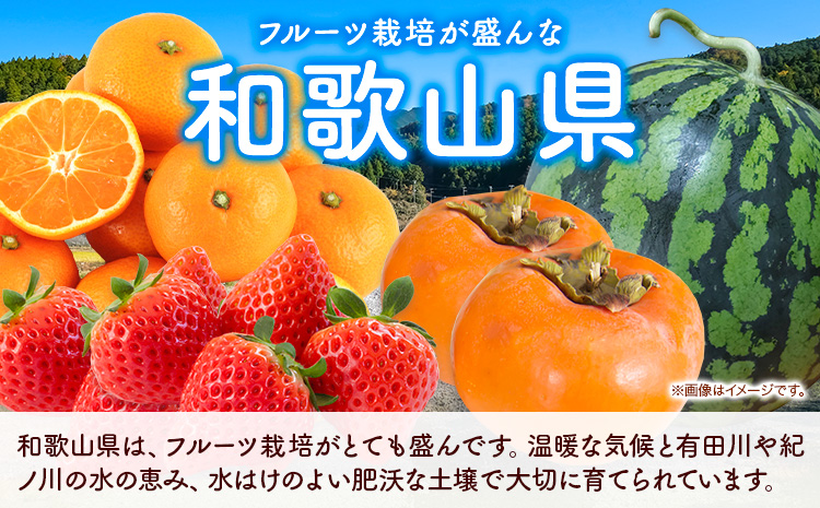 【発送月固定定期便】フルーツセット 果物セット(すいか 桃 ひらたねなし柿 みかん)【全4回】 魚鶴商店《6月中旬-12月末頃出荷予定(土日祝除く)》 和歌山県 日高町 すいか 小玉 ひとりじめ 桃 平核無柿 柿 化粧箱入 ギフト 果物 フルーツ 旬 送料無料 定期便