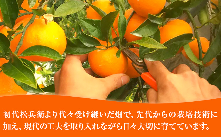 主井農園の季節のこだわりみのりセット ご家庭用 約 5kg 主井農園《2月中旬-4月下旬頃出荷予定》 和歌山県 日高町 柑橘 みかん オレンジ せとか 清見オレンジ たまみ 不知火 デコポン 八朔 レモン 果物 詰合せ 訳あり 送料無料
