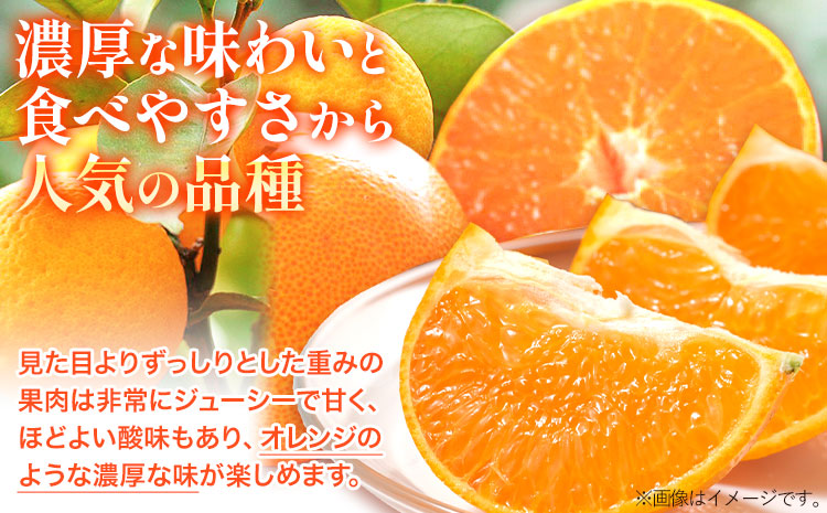 一度は食べていただきたい! 有田産のせとか 青秀以上 約4〜5kg （サイズおまかせ） 厳選館 《2025年2月中旬-3月下旬頃出荷》 和歌山県 日高町 せとか 柑橘 有田産 みかん フルーツ 果物 くだもの