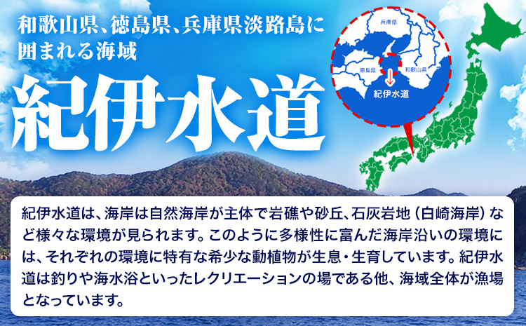 紀伊水道 白井渡船回数券  11枚《90日以内に出荷予定(土日祝除く)》和歌山県  日高町 紀伊水道 釣り 沖 グレ 船 渡船 回数券