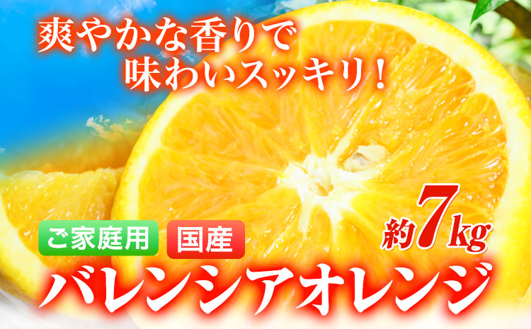 【先行予約】【ご家庭用訳あり】希少な国産バレンシアオレンジ 約7kg 株式会社魚鶴商店《2025年6月下旬-7月上旬出荷》和歌山県 日高町