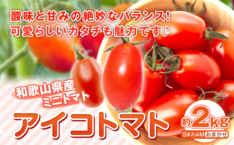 【先行予約】 和歌山産 ミニトマト アイコトマト 約2kg SまたはMサイズ サイズおまかせ 厳選館 《2026年1月上旬-2月中旬頃出荷》 和歌山県 日高町 トマト とまと アイコトマト 送料無料