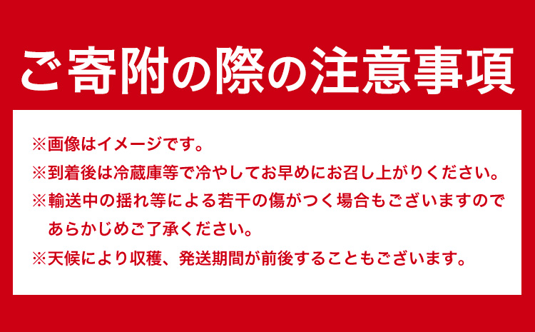 【先行予約】いちご 和歌山県産 紀州和歌山 ブランド いちご まりひめ 2パック 560g 株式会社魚鶴商店 《1月上旬-2月下旬頃出荷》 和歌山県 日高町 フルーツ 果物 スイーツ 甘い