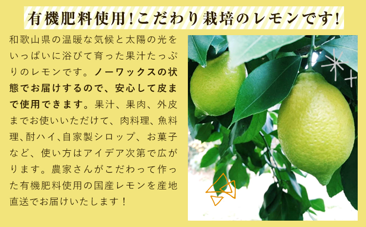 和歌山県産 の 安心 国産 レモン 約 3kg (サイズ混合またはL・2Lサイズおまかせ) 厳選館 《2024年11月上旬-12月中旬頃出荷》 和歌山県 日高町 レモン