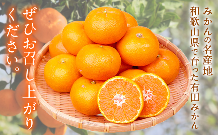 【先行予約】みかん 紀州有田産 濃厚完熟 小玉みかん 約5kg S～3Sサイズ 魚鶴商店《2026年11月下旬-12月下旬頃出荷》 和歌山県 日高町 みかん 小玉みかん 完熟 濃厚 柑橘 小玉 小さい