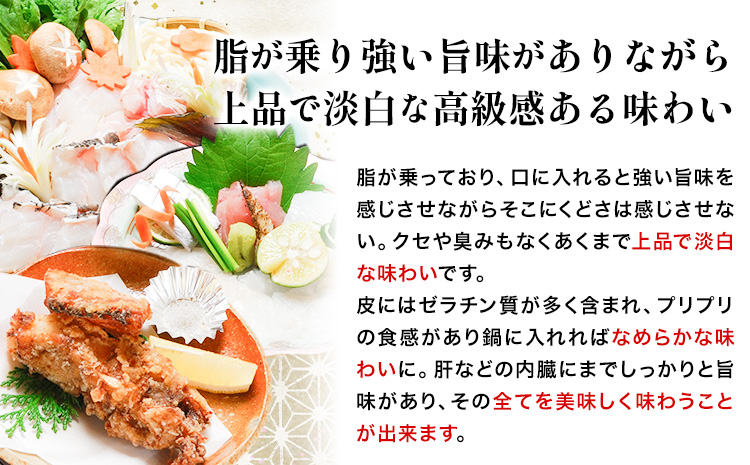 本場で味わう贅沢なひととき「紀州日高のクエ」の宿　クエフルコース付ペア宿泊券 日高町役場《30日以内に出荷予定(土日祝除く)》 和歌山県 日高町 クエ クエフルコース 宿泊券 1泊2食付き 2名  送料無料