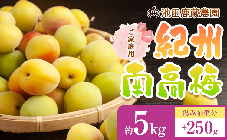 家庭用 紀州南高梅 約5kg 梅干し 梅酒 梅ジュース 池田鹿蔵農園《6月上旬-6月末頃出荷予定》和歌山県 日高町 南高梅 完熟 青梅 送料無料【配送不可地域あり】