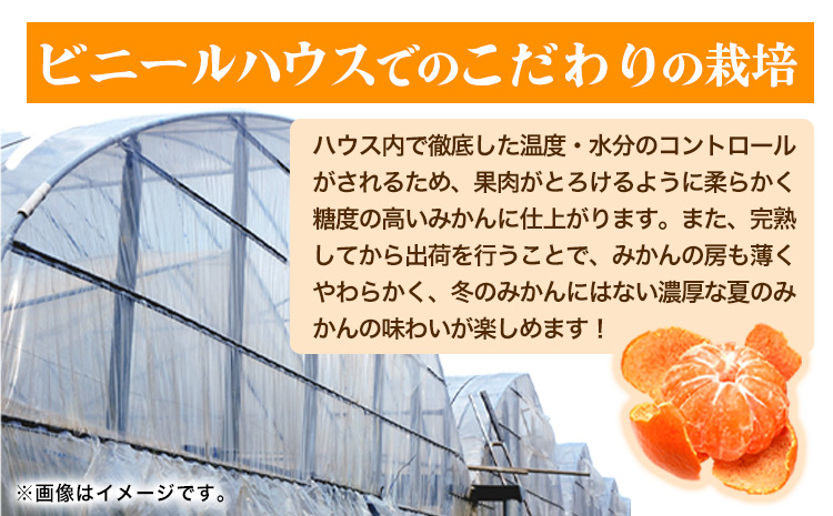 赤秀品　紀州和歌山 ハウス みかん 約 2.5kg 株式会社魚鶴商店《6月下旬-7月中旬頃出荷》和歌山県 日高町 みかん ミカン 蜜柑 フルーツ 柑橘