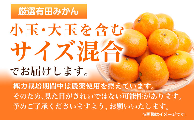 ＜先行予約＞厳選　完熟有田みかん4kg+120g（傷み補償分）【光センサー選果】 池田鹿蔵農園@日高町（池田農園株式会社）《11月中旬-1月末頃出荷》和歌山県 日高町【配送不可地域あり】