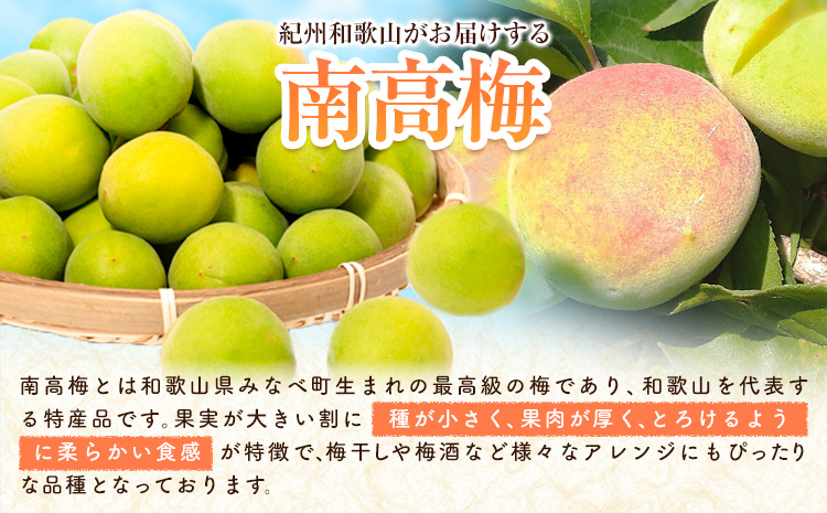 厳選 紀州南高梅 約1kg 傷み補償 梅干し 梅酒 梅ジュース 池田鹿蔵農園《6月上旬-6月末頃出荷予定》和歌山県 日高町 南高梅 完熟 青梅 送料無料【配送不可地域あり】