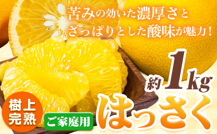 樹上完熟 ご家庭用 訳あり はっさく 八朔 みかん 1kg+250g 傷み補償分 池田鹿蔵農園 《2026年4月上旬-5月末頃出荷》和歌山県 日高町 送料無料 はっさくみかん 家庭用 光センサー選別 八朔 訳ありはっさく【配送不可地域あり】