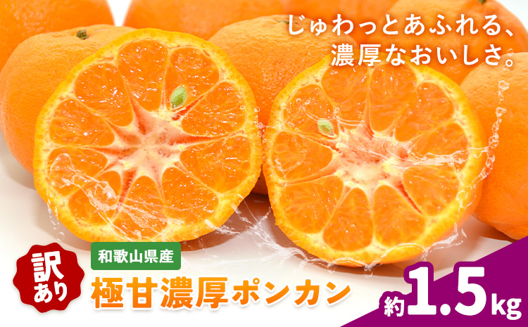ご家庭用 極甘 柑橘 有田育ちの 濃厚 ポンカン 約1.5kg 有田マルシェ《1月中旬-2月下旬頃発送予定》和歌山県 日高町 国産 ぽんかん 訳あり 柑橘 果物 フルーツ ギフト 送料無料