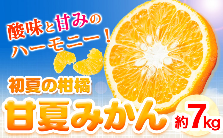 紀州有田産 初夏の柑橘 甘夏みかん 7kg 株式会社魚鶴商店《2025年5月中旬-6月上旬頃出荷》 和歌山県 日高町 みかん 甘夏みかん 柑橘