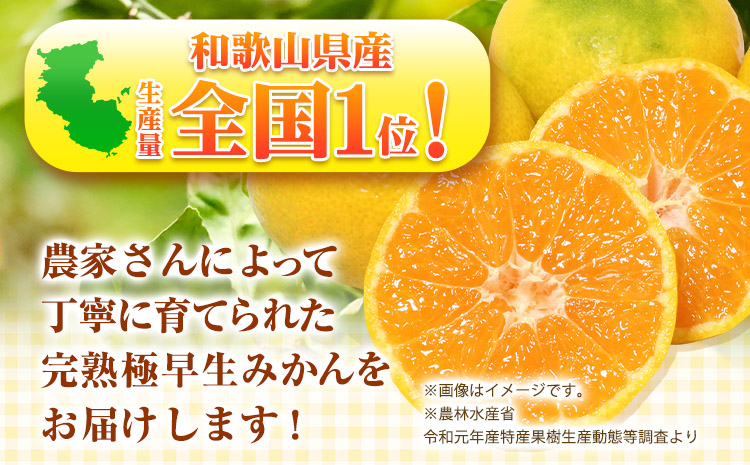 【厳選】紀州有田の完熟極早生みかん約7.5kg(2S〜2Lサイズ混合)《10月中旬-11月下旬頃出荷予定》和歌山県 日高町 フルーツ 果物 極早生