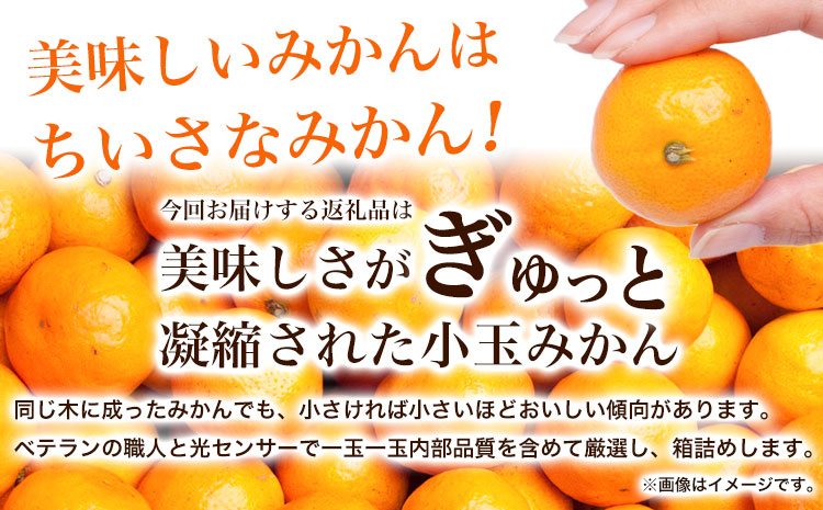 ＜先行予約＞家庭用　小玉な有田みかん3kg+90g（傷み補償分）【わけあり・訳あり】【光センサー選果】 池田鹿蔵農園@日高町（池田農園株式会社）《11月上旬-12月末頃出荷》和歌山県 日高町【配送不可地域あり】