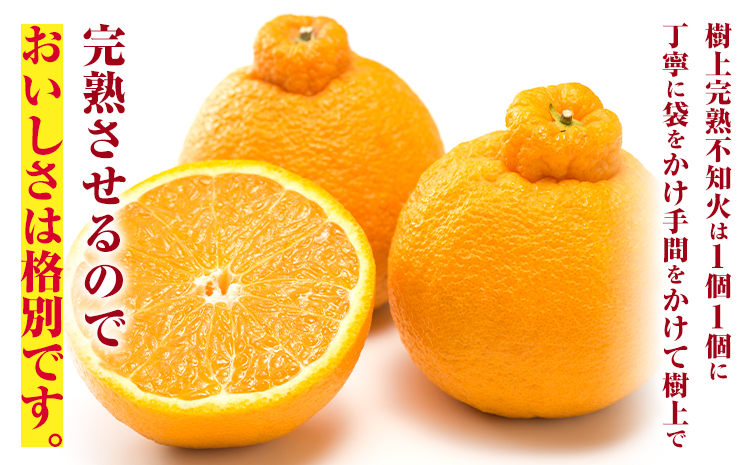 【先行予約】秀品 大玉 不知火 約 2kg 6玉 道の駅 くしがきの里《2027年2月末-3月末頃出荷》 和歌山県 日高町 果物 フルーツ 柑橘 蜜柑 柑橘類 旬 しらぬいst-p