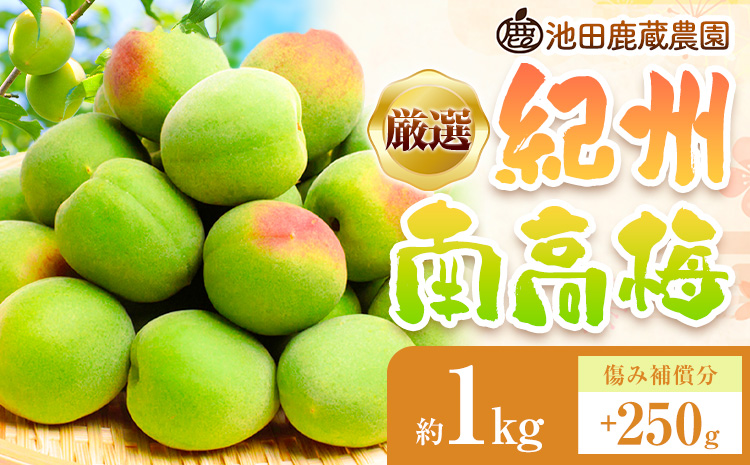 厳選 紀州南高梅 約1kg 傷み補償 梅干し 梅酒 梅ジュース 池田鹿蔵農園《6月上旬-6月末頃出荷予定》和歌山県 日高町 南高梅 完熟 青梅 送料無料【配送不可地域あり】