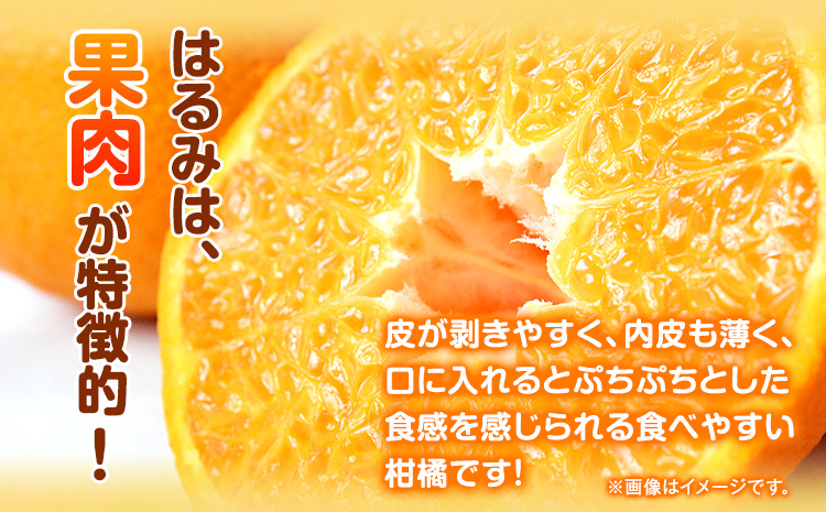 【先行予約】果肉ぷりぷり！ 完熟はるみ 約5kg 株式会社魚鶴商店 《2025年2月上旬-2月末頃出荷予定》 和歌山県 日高町 はるみ みかん ミカン 蜜柑 フルーツ 柑橘