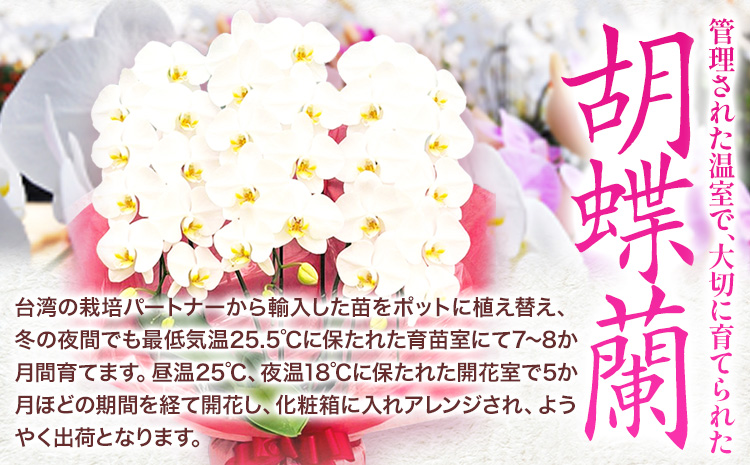 胡蝶蘭 3本立 白 33輪前後 蕾含む 1鉢あたり 約5kg おかざき酒店(日高町９)《90日以内に出荷予定(土日祝除く)》 和歌山県 日高町 花 生花  胡蝶蘭 お供え お祝い 送料無料