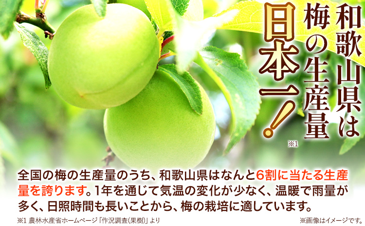 高級南高梅 白干梅 500g 網代模様仕上紀州塗箱入り 澤株式会社《90日以内に出荷予定(土日祝除く)》和歌山県 日高町 梅干し 白干梅 紀州南高梅 紀州塗 送料無料