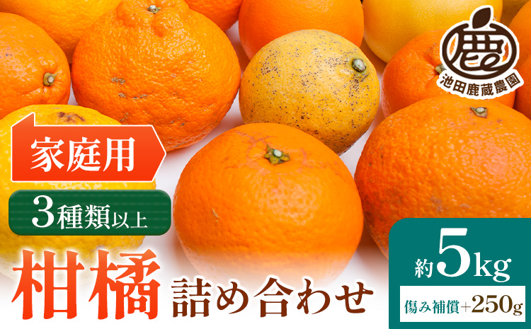 【先行予約】家庭用 柑橘詰合せ 約5kg＋250g (傷み補償分) 3種類以上 有田の春みかん詰め合わせ 光センサー選別 池田鹿蔵農園 《2026年1月上旬-4月末頃出荷》 和歌山県 日高町 【配送不可地域あり】
