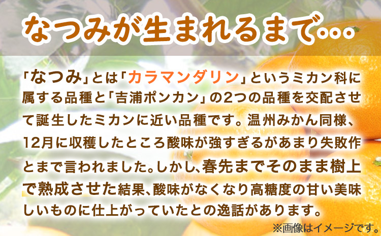 ＜先行予約＞初夏 の みかん なつみ 約 3kg 株式会社魚鶴商店《2025年4中旬-5上旬頃出荷》 和歌山県 日高町 みかん なつみ 南津海 柑橘 果物 フルーツ 送料無料