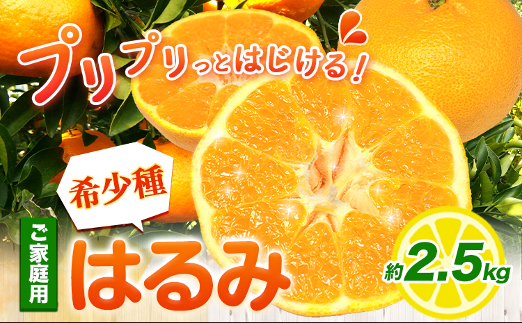 ご家庭用 はるみ 2.5kg +250g 傷み補償分 池田鹿蔵農園@日高町 《2月上旬-3月末頃出荷》 和歌山県 日高町 はるみ みかん 柑橘 フルーツ ご家庭用 訳あり 光センサー選別【配送不可地域あり】