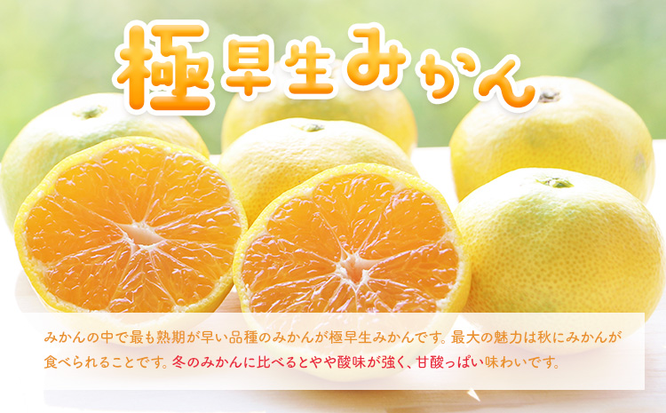 【先行予約】【秀品】有田産 極 早生 みかん 約5kg (2S～Lサイズ混合) 厳選館 《2025年10月上旬-12月中旬頃出荷》 和歌山県 日高町 みかん 柑橘 ミカン 蜜柑 フルーツ 和歌山県産 極早生