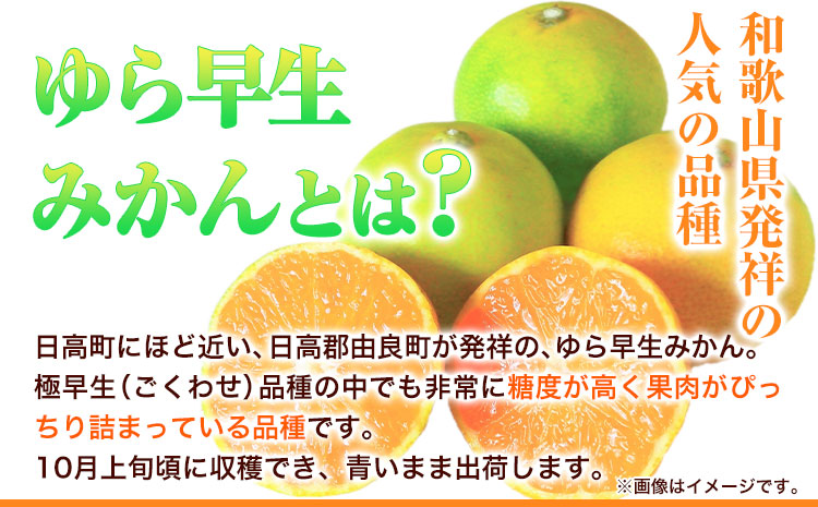 紀州和歌山有田産 ゆら早生みかん 約5kg 株式会社魚鶴商店《2025年10月上旬-11月上旬頃出荷》 和歌山県 日高町 みかん 早生 柑橘