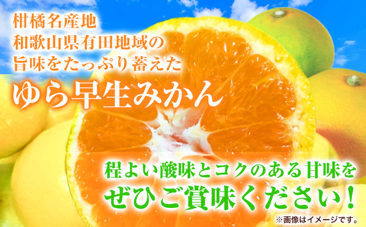 紀州和歌山有田産 ゆら早生みかん 約5kg 株式会社魚鶴商店《2025年10月上旬-11月上旬頃出荷》 和歌山県 日高町 みかん 早生 柑橘