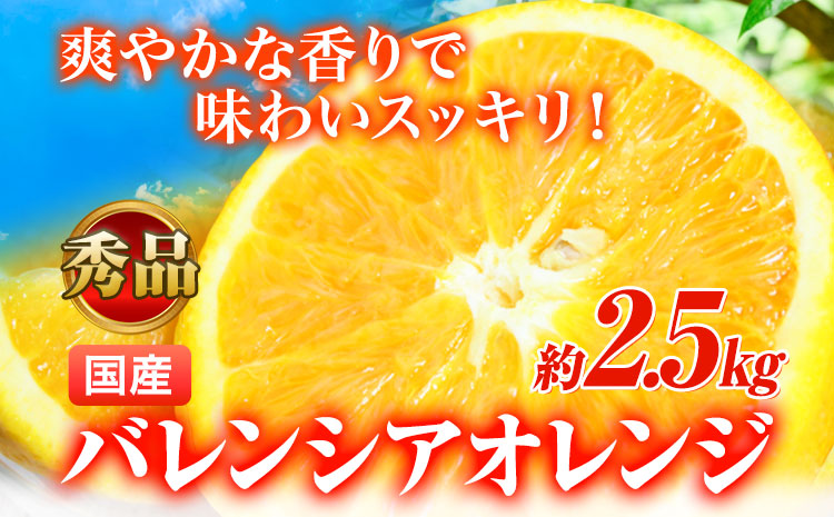 【秀品】【先行予約】希少な国産バレンシアオレンジ 2.5kg  株式会社魚鶴商店《2025年6月下旬-7月上旬出荷》和歌山県 日高町