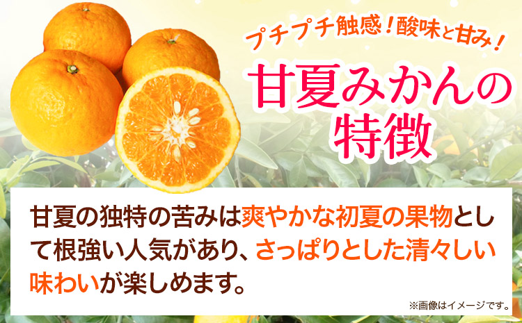 紀州有田産 初夏の柑橘 甘夏みかん 7kg 株式会社魚鶴商店《2025年5月中旬-6月上旬頃出荷》 和歌山県 日高町 みかん 甘夏みかん 柑橘