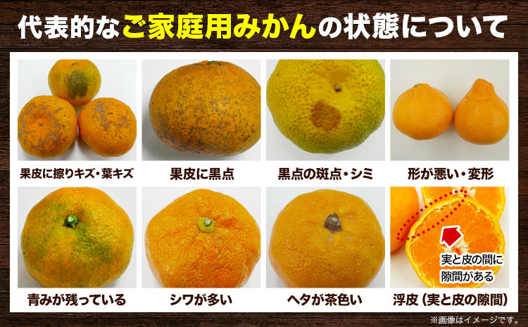 ＜先行予約＞家庭用 完熟 有田 みかん 5kg+150g（傷み補償分）【わけあり・訳あり】【光センサー選果】 池田鹿蔵農園@日高町（池田農園株式会社）《11月中旬-1月末頃出荷》和歌山県 日高町【配送不可地域あり】みかん 有田みかん