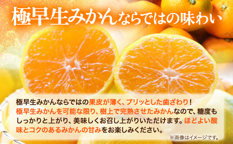 【厳選】紀州有田の完熟極早生みかん約7.5kg(2S〜2Lサイズ混合)《10月中旬-11月下旬頃出荷予定》和歌山県 日高町 フルーツ 果物 極早生