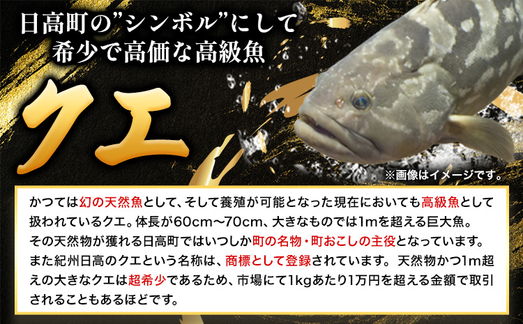 本場で味わう贅沢なひととき「紀州日高のクエ」の宿　クエフルコース付ペア宿泊券 日高町役場《30日以内に出荷予定(土日祝除く)》 和歌山県 日高町 クエ クエフルコース 宿泊券 1泊2食付き 2名  送料無料