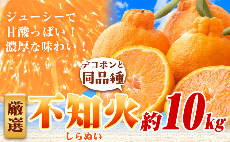 厳選 不知火 約10kg+250g（傷み補償分）【デコポンと同品種・人気の春みかん】【光センサーで食べ頃出荷】 池田鹿蔵農園@日高町（池田農園株式会社）《2月上旬-3月末頃出荷》和歌山県 日高町【配送不可地域あり】