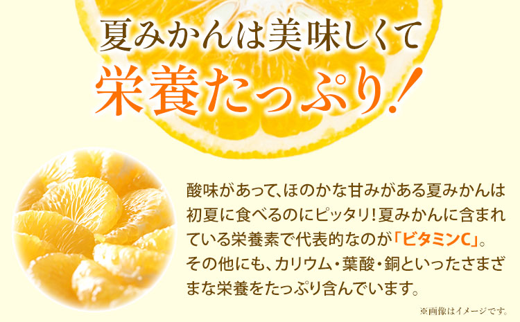 夏みかん 7.2kg 株式会社魚鶴商店《2025年4月下旬-5月中旬頃出荷》 和歌山県 日高町 みかん 夏みかん 柑橘