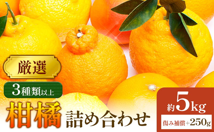 【先行予約】厳選 柑橘詰合せ 約5kg＋250g (傷み補償分) 3種類以上 有田の春みかん詰め合わせ 光センサー選別 池田鹿蔵農園 《2026年1月上旬-4月末頃出荷》 和歌山県 日高町 【配送不可地域あり】